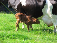 Calf at Milbeck