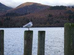 Birds Derwentwater