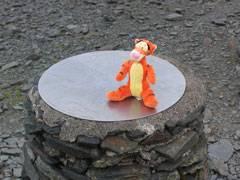 Tigger on Skiddaw